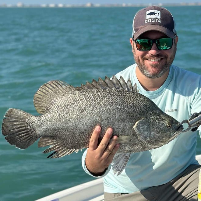 Tripletail are being caught in the Port Canaveral area like this one was Jan. 21, 2023 aboard Fineline fishing charters with Captains Jim and Justin Ross.