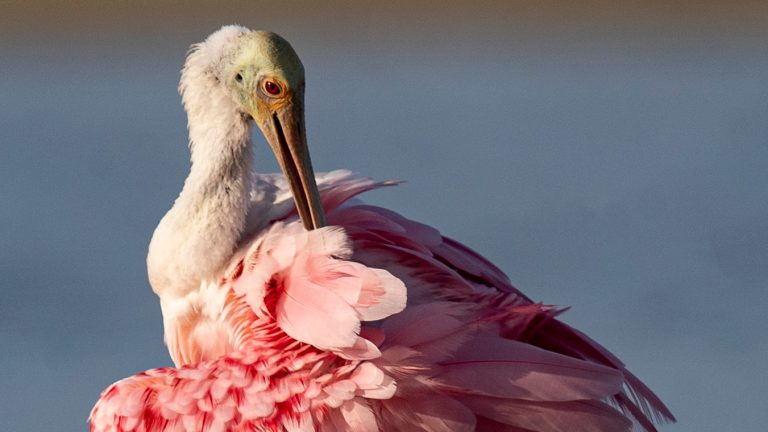 Everglades National Park named best birding park in country. Here are 5 birds you can see there.
