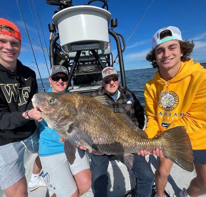 Black drum can be caught in Titusville or Sebastian Inlet, like this one Jan. 10, 2023, aboard Going Coastal Outdoors with Capt. Glyn Austin.