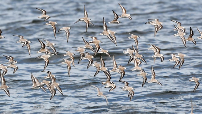 A flock of birds at Kelly Park on the Banana River Lagoon Aquatic Preserve in this December 2020 photo.