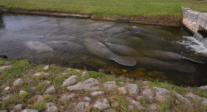 The manatees huddling in the warm canal at Desoto Park in Satellite Beach has become a popular spot for locals and people visiting from out of town to come see the manatees up close.