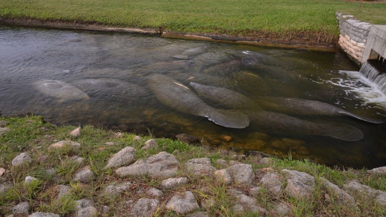 Manatees survive Florida’s first cold spell better than feared
