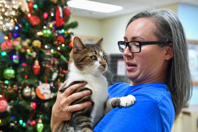 "I just love these cats so much, they're sassy, they have attitude and boundaries and so much personality," said volunteer Melony Zaravelis, who holds Buddy, a 9-year-old male cat, at the Humane Society of the Treasure Coast on Friday, Dec. 16, 2022, in Palm City. Zaravelis is working to open the Treasure Coast's first cat cafe in Port St. Lucie. "The shelters in the area are very over populated and a cat cafe will allow a space free to the shelters," said Zaravelis. "We can house their cats for them and it will socialize them with other cats and people making them more adoptable."