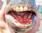 In case you wondered how it got its name, here are the sheep-like teeth of a sheepshead.