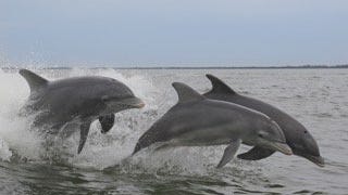 Dolphins enjoying their freedom frolicking in the Indian River Lagoon.