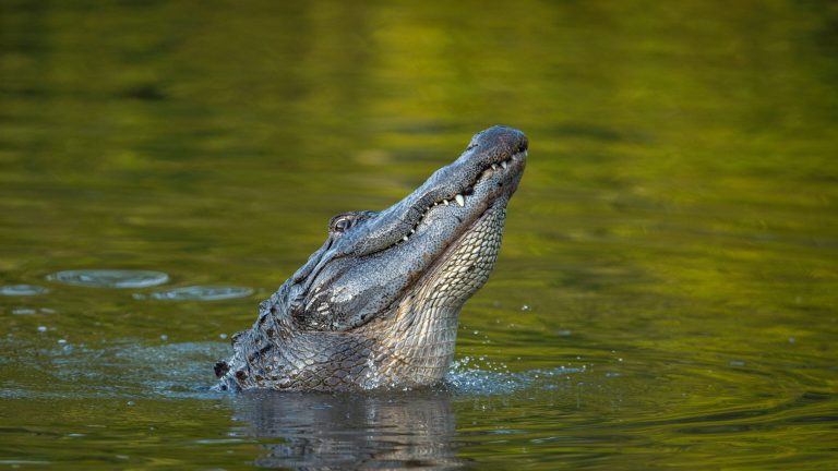5 ways to avoid getting attacked or killed by a Florida alligator