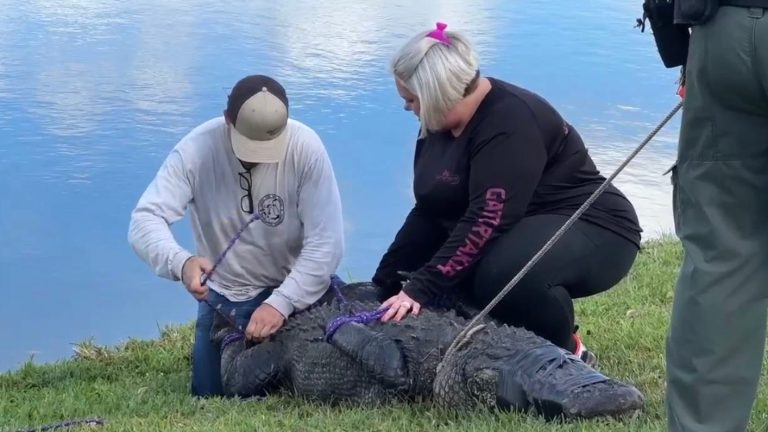 Fatal alligator attack in Florida: 3 more gators removed from neighborhood after woman’s death