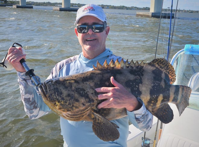 A Goliath grouper caught & released Feb. 13, 2023 in the Indian River Lagoon near the Ernie Lyons Bridge in Stuart with Chaos Fishing charters in Stuart.