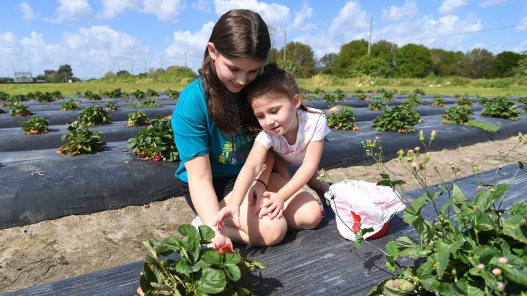 Countryside Family Farms offers only U-pick strawberry patch on the Treasure Coast.