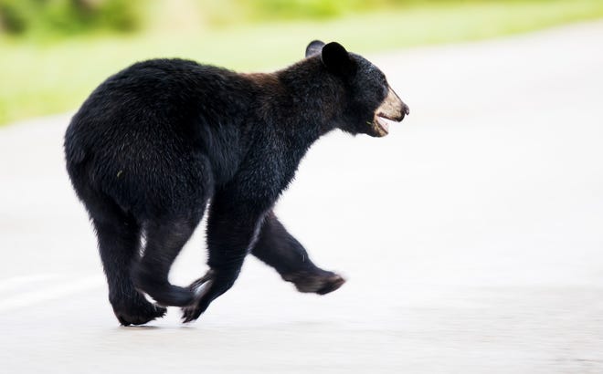 A juvenile black bear spent the morning, Tuesday, May 25, 2020 roaming through Fort Myers. State wildlife managers talked briefly Tuesday about the possibility of another black bear hunt during a Florida Fish and Wildlife Conservation Commission meeting.