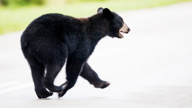 Black bear hunt ‘on the table,’ Florida Fish and Wildlife chair says