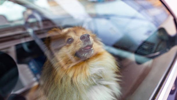 Florida bill to ban dogs from sticking heads out the window. What to know.