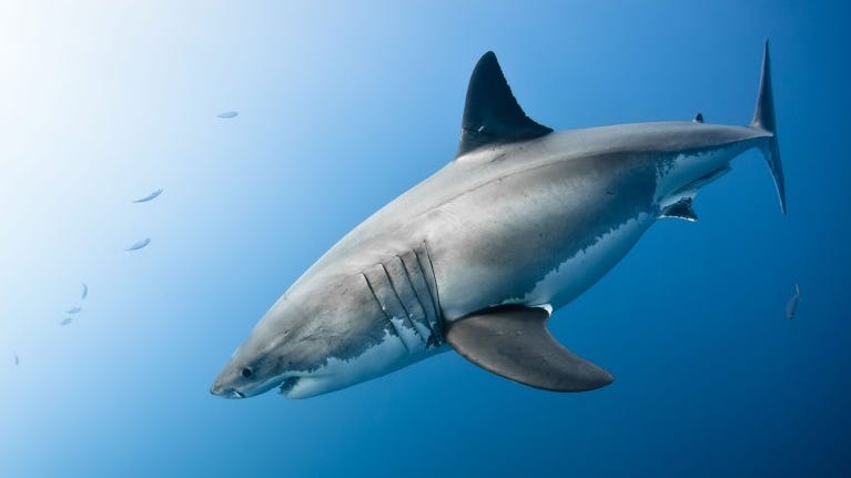 Shark attacks: Are bites common in Florida? Database tracks how many known on Treasure Coast since 1998