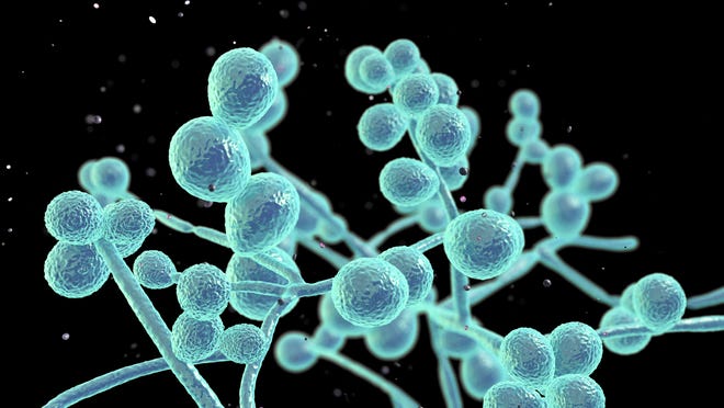 Candida fungi, Candida albicans, C. auris and other human pathogenic yeasts, 3D illustration