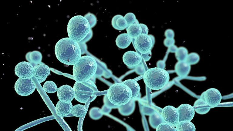 Candida auris: Florida had 3rd most cases of deadly fungal infection in 2022, CDC says