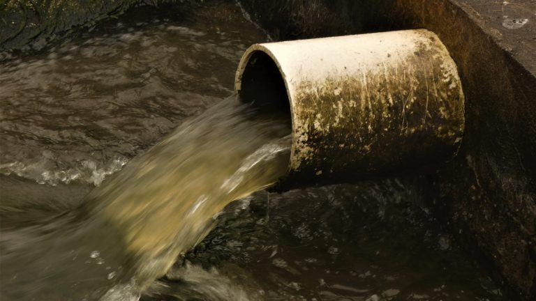 Titusville investigates fish kill at Osprey sewer plant