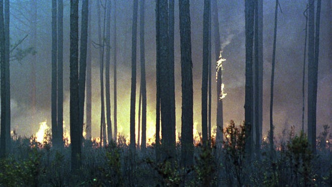 A fire spreads through the Apalachicola National Forest on May 25, 1998. More than 1,000 acres burned in or near the Apalachicola National Forest, a 600,000-acre spread of oak and longleaf pines near Tallahassee.