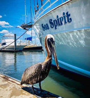 The Sea Spirit is hoping for favorable conditions. The pelican is hoping for favorable handouts.