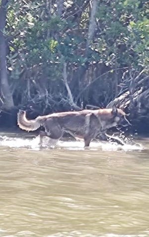 A picture of what Vero Beach police said was a German shepherd which has been the subject of a dayslong rescue effort leading to the placement of a trap Monday on an island in the Indian River Lagoon where the dog was believed to be since Feb. 24, 2023.
