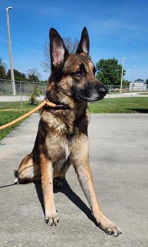 'Blaze' on March 1, 2023 after being captured by police and animal control officers following nearly five days stranded on an island in the Indian River Lagoon.