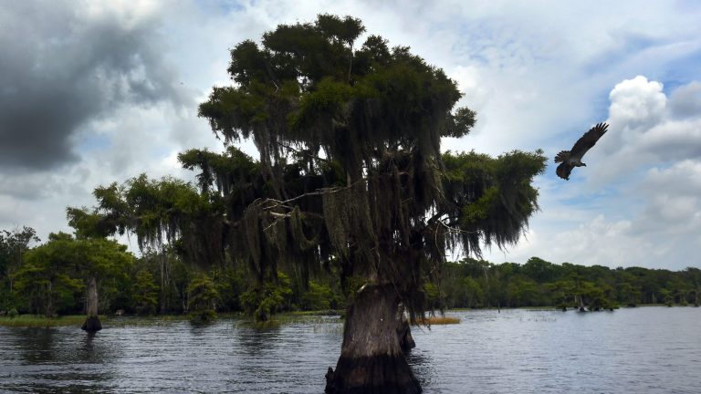 Harmful algae found at Blue Cypress Lake; Visitors warned not to touch water