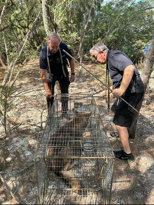 Vero Beach police animal control officers check the trap Tuesday Feb. 28, 2023.