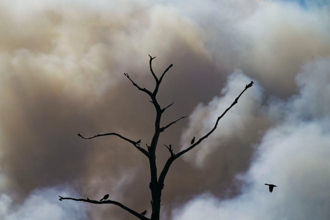 A wildfire broke out Thursday afternoon March 23, 2023, on the John C. and Mariana Jones/Hungryland Wildlife and Environmental Area off Pratt Whitney Road in Martin County near Indiantown.