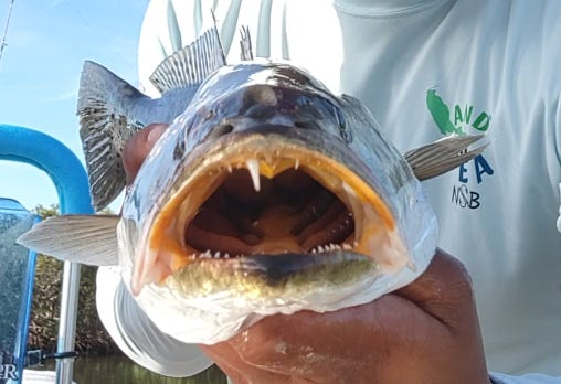 Why your friends tell you not to lip a seatrout.