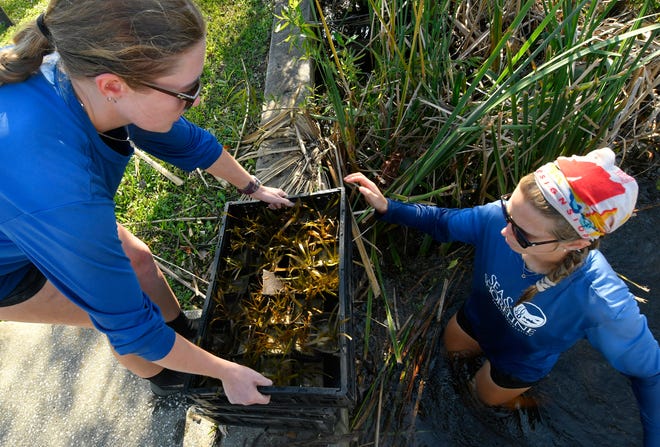 Marine biologists placing seagrass. A crew from Sea & Shoreline Aquatic Restoration and Fish and Wildlife Foundation of Florida were at Goode Park on Turkey Creek in Palm Bay. They are working on a series of  projects in the Indian River Lagoon tributaries, to restore meadows of seagrass and submerged aquatic vegetation. They are placing over a hundred temporary cages over the plants so they can grow stronger.