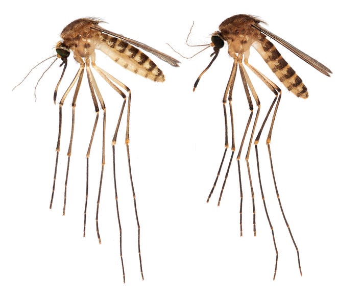 Culex lactator, a species of mosquito from Central America has been found in Florida by UF researchers
