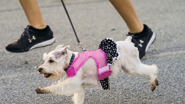 Mutt March and Water Fest unite for good causes in downtown Stuart