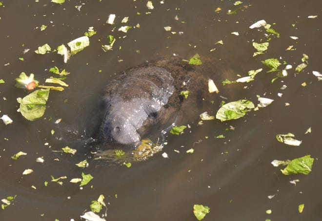 The media was invited by state and federal wildlife officials this past winter to view manatee feeding at Florida Power & Light’s Cape Canaveral Energy Center on U.S. 1 in Port St. John.