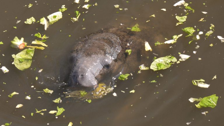 Florida wraps up winter manatee feeding; Far fewer sea cows have died this winter