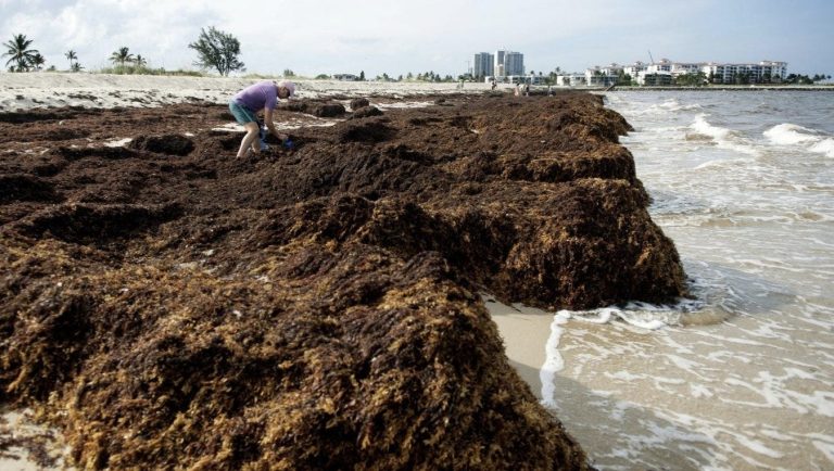 Seaweed clump nearly double the width of U.S. floating at sea. Will it impact Florida?