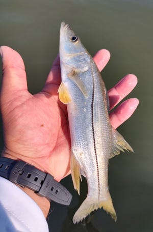 GJ Realin quickly turned loose this toddler snook.