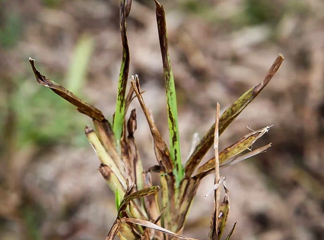 St. Augustine grass infected with lethal viral necrosis.